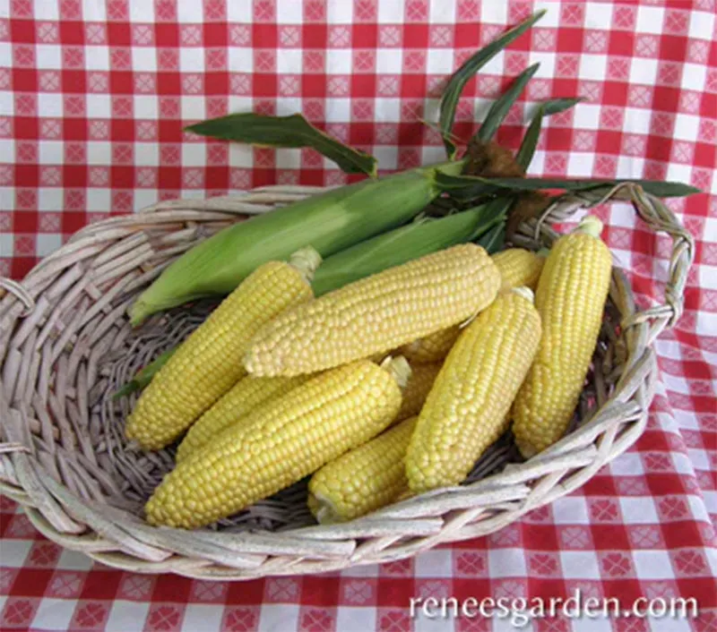 Casino Sweet Early Corn Seeds