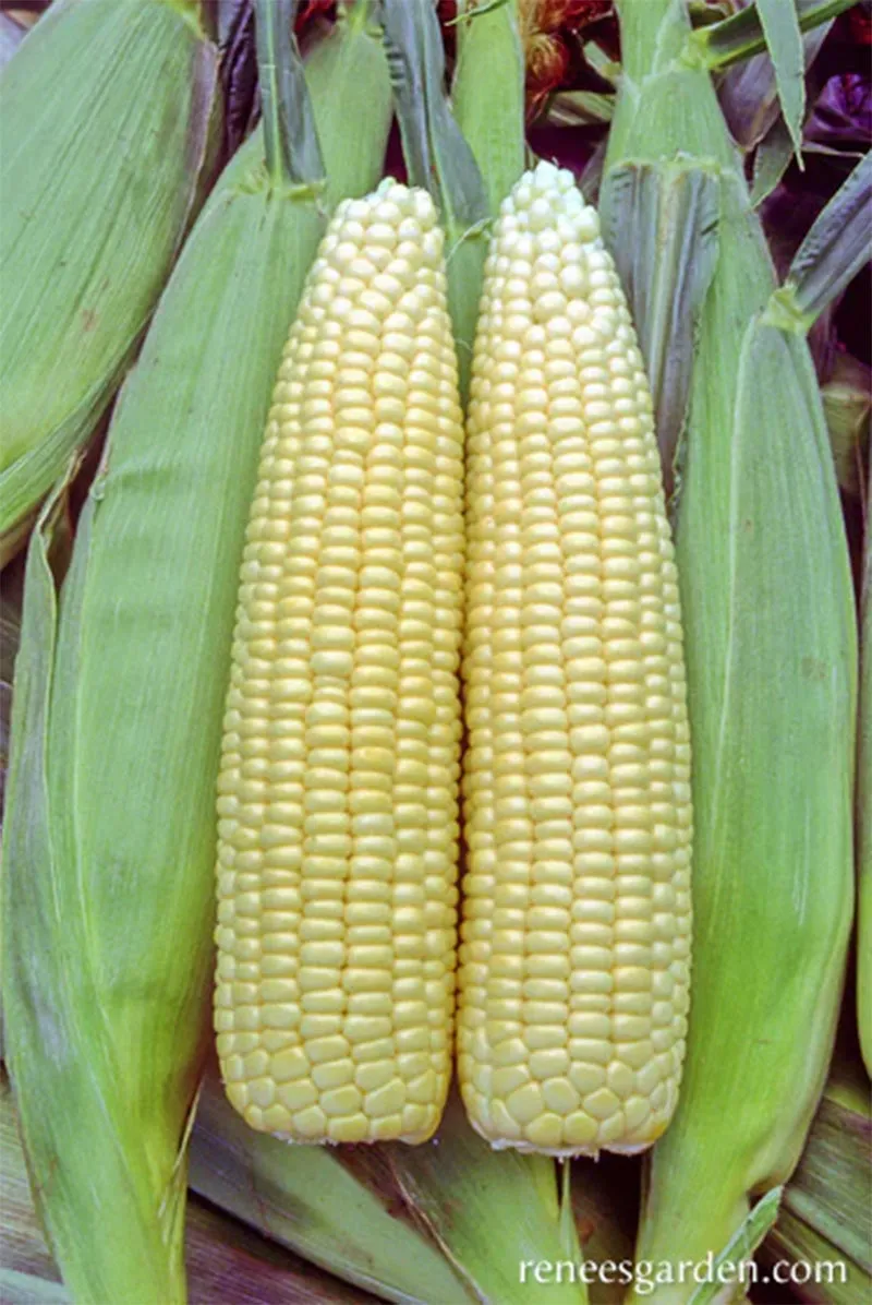 Casino Sweet Early Corn Seeds